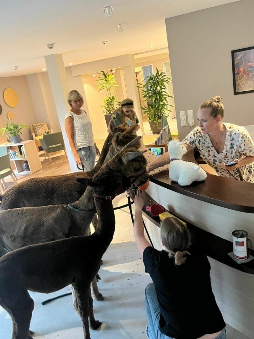 Alpakas zu Besuch am Empfang des stationären Hospizes St. Martin