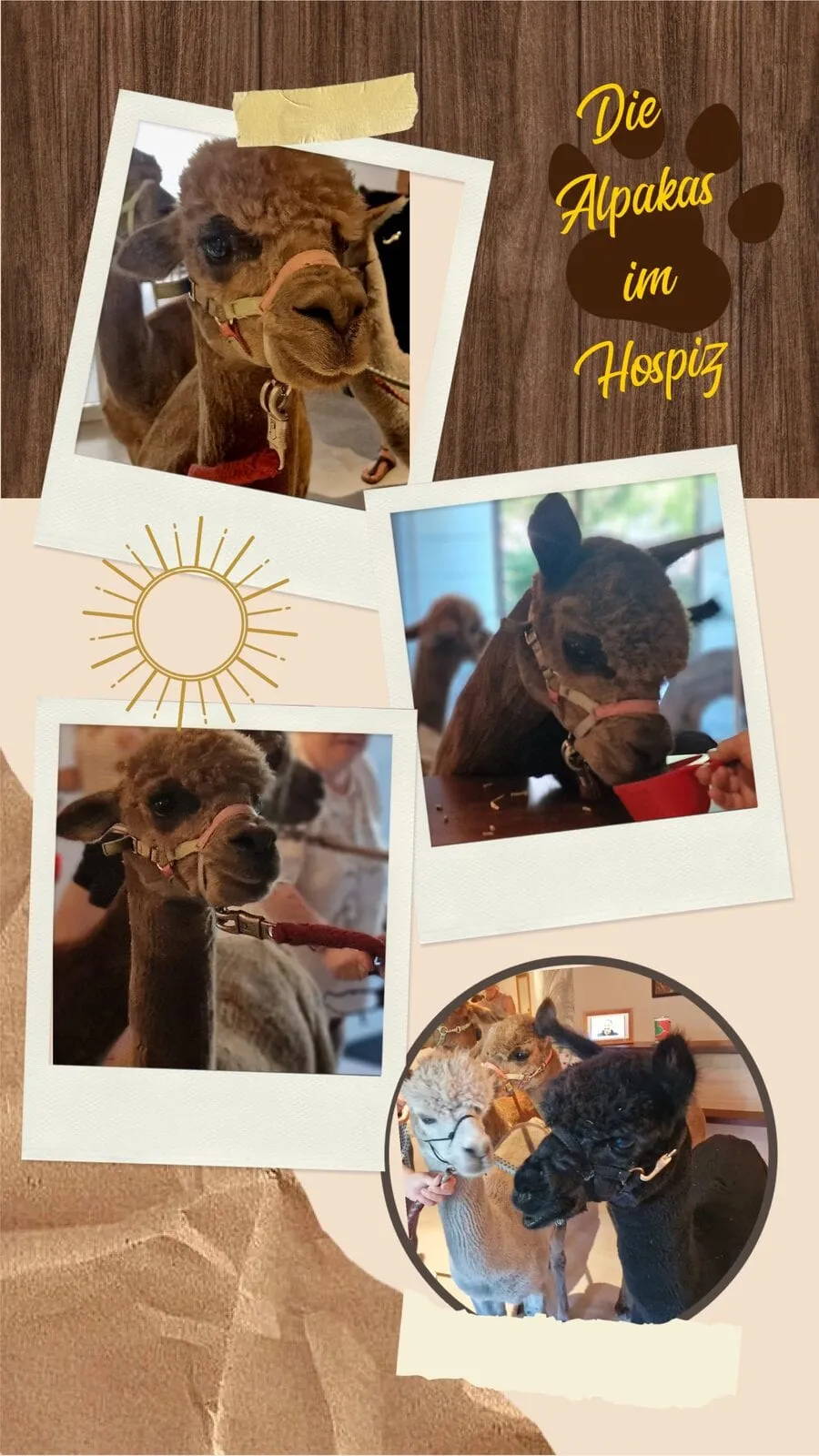 Lamas zu Besuch im stationären Hospiz St. Martin